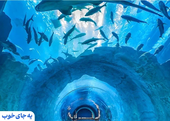 تونل شیشه ای
